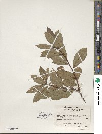 Rhododendron viscosum image