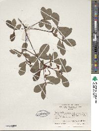 Rhododendron viscosum image