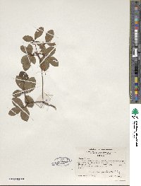 Rhododendron viscosum image