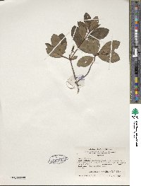 Rhododendron viscosum image