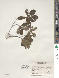 Rhododendron viscosum image