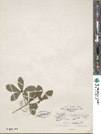 Rhododendron viscosum image