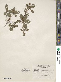 Rhododendron viscosum image