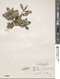 Rhododendron viscosum image