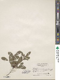 Rhododendron viscosum image