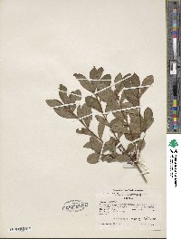 Rhododendron viscosum image