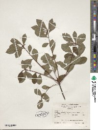 Rhododendron viscosum image