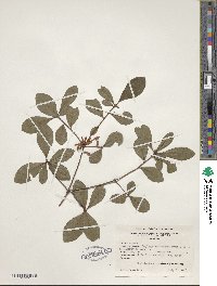 Rhododendron viscosum image