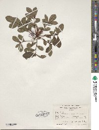 Rhododendron viscosum image