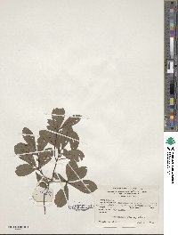 Rhododendron viscosum image