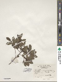 Rhododendron viscosum image