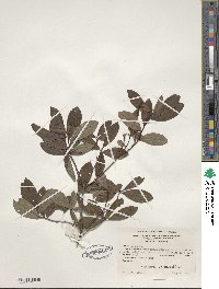 Rhododendron viscosum image