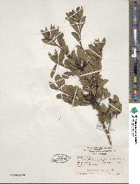 Rhododendron viscosum image