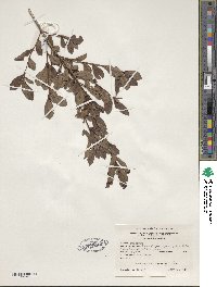 Rhododendron viscosum image