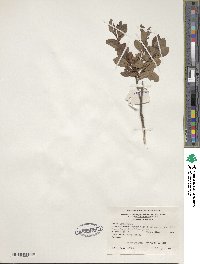 Rhododendron viscosum image