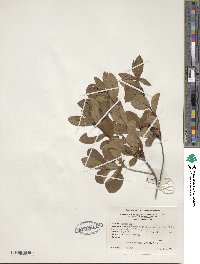 Rhododendron viscosum image