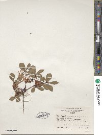 Rhododendron serrulatum image