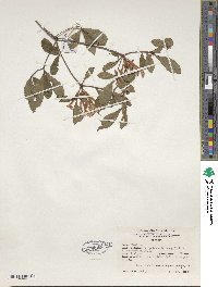 Rhododendron serrulatum image