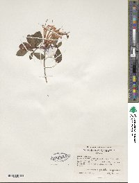 Rhododendron serrulatum image