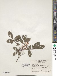 Rhododendron serrulatum image