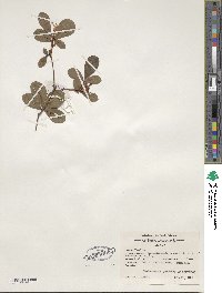 Rhododendron serrulatum image