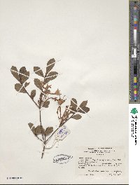 Rhododendron serrulatum image