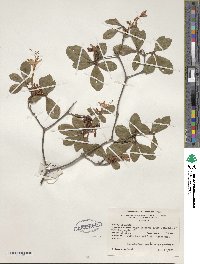 Rhododendron serrulatum image