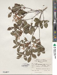 Rhododendron serrulatum image