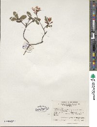 Rhododendron serrulatum image