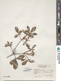 Rhododendron serrulatum image
