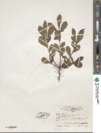 Rhododendron serrulatum image