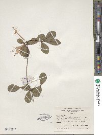 Rhododendron serrulatum image
