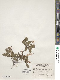 Rhododendron serrulatum image