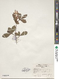 Rhododendron serrulatum image