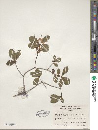 Rhododendron serrulatum image