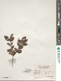 Rhododendron serrulatum image