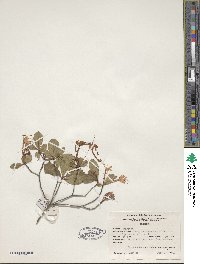 Rhododendron serrulatum image