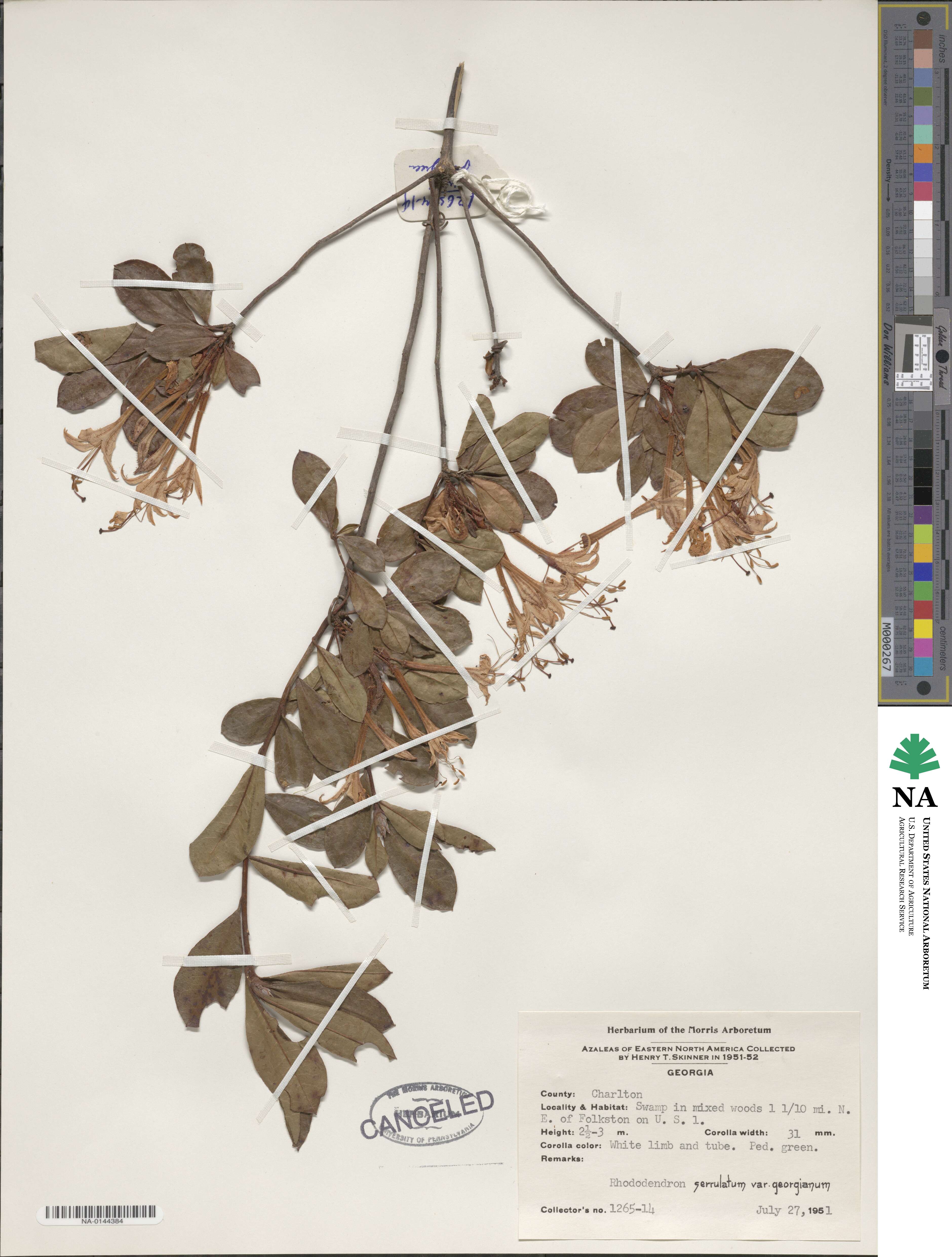 Rhododendron serrulatum image