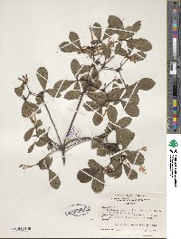 Rhododendron serrulatum image
