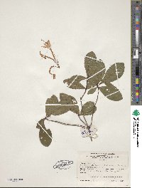 Rhododendron serrulatum image