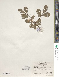 Rhododendron serrulatum image