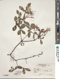 Rhododendron serrulatum image
