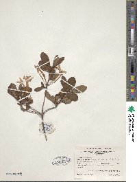 Rhododendron serrulatum image