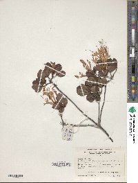Rhododendron serrulatum image