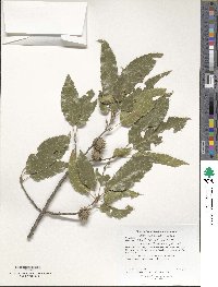 Quercus acutissima image