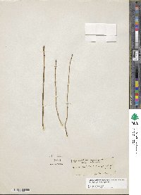 Equisetum variegatum image