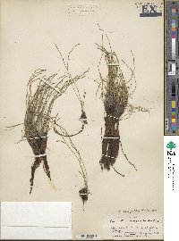 Image of Equisetum scirpoides