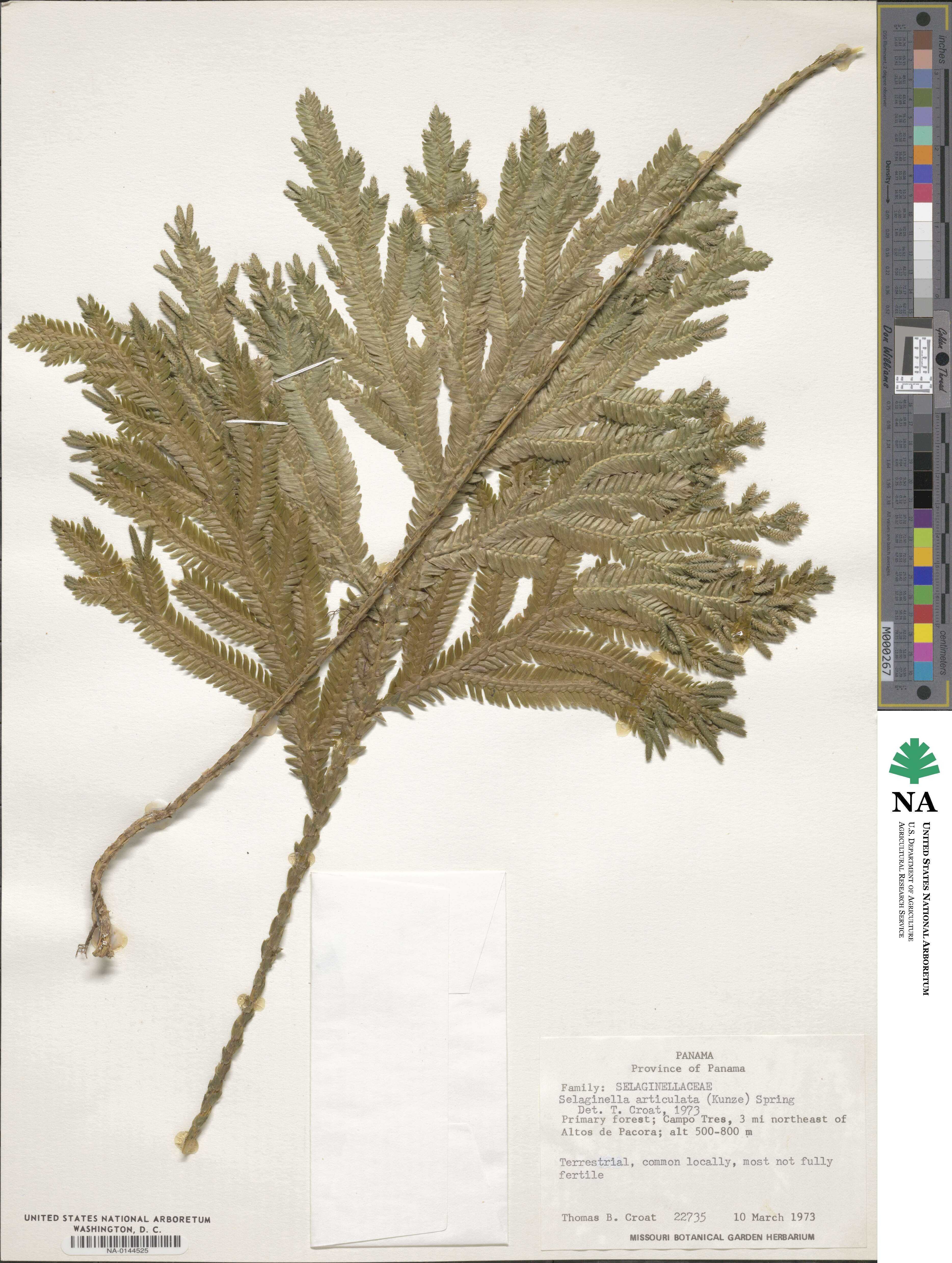 Selaginella articulata image