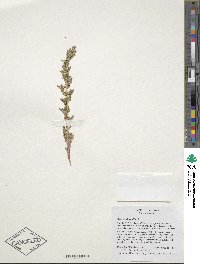 Amaranthus albus image