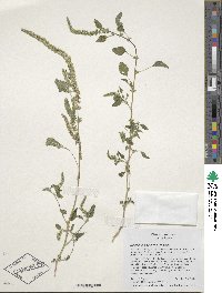 Amaranthus palmeri image